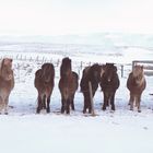 Islandpferde, sie gehören einfach dazu 