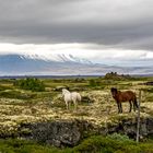 Islandpferde vor märchenhafter Landschaft
