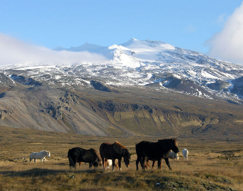 Islandpferde vorm Snaefellsjökull