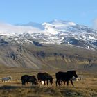 Islandpferde vorm Snaefellsjökull