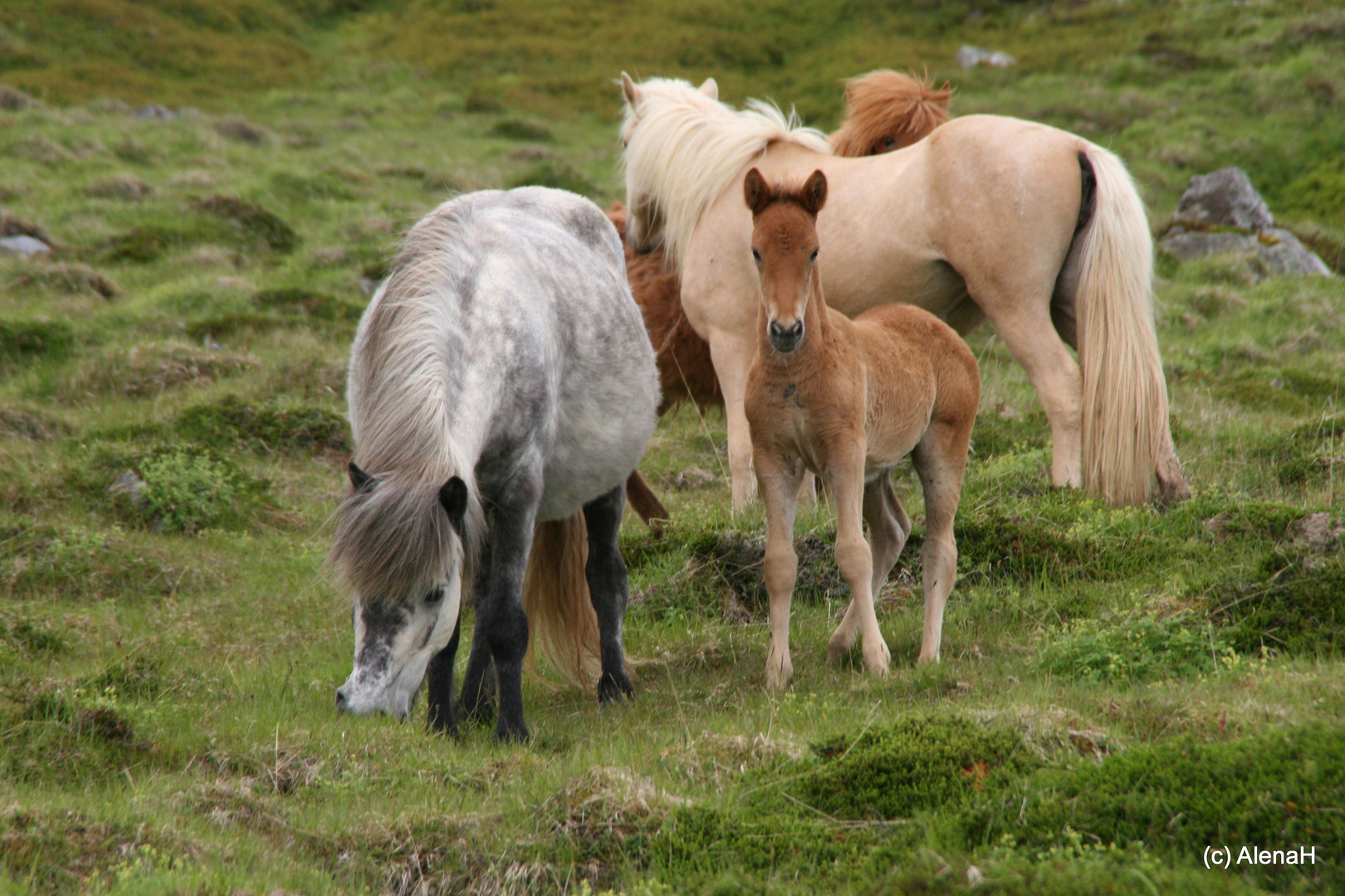 Islandpferdefamilie