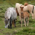 Islandpferdefamilie