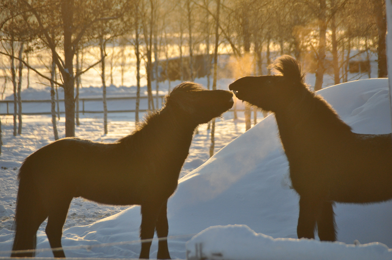 Islandponies