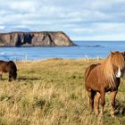  Islandpony