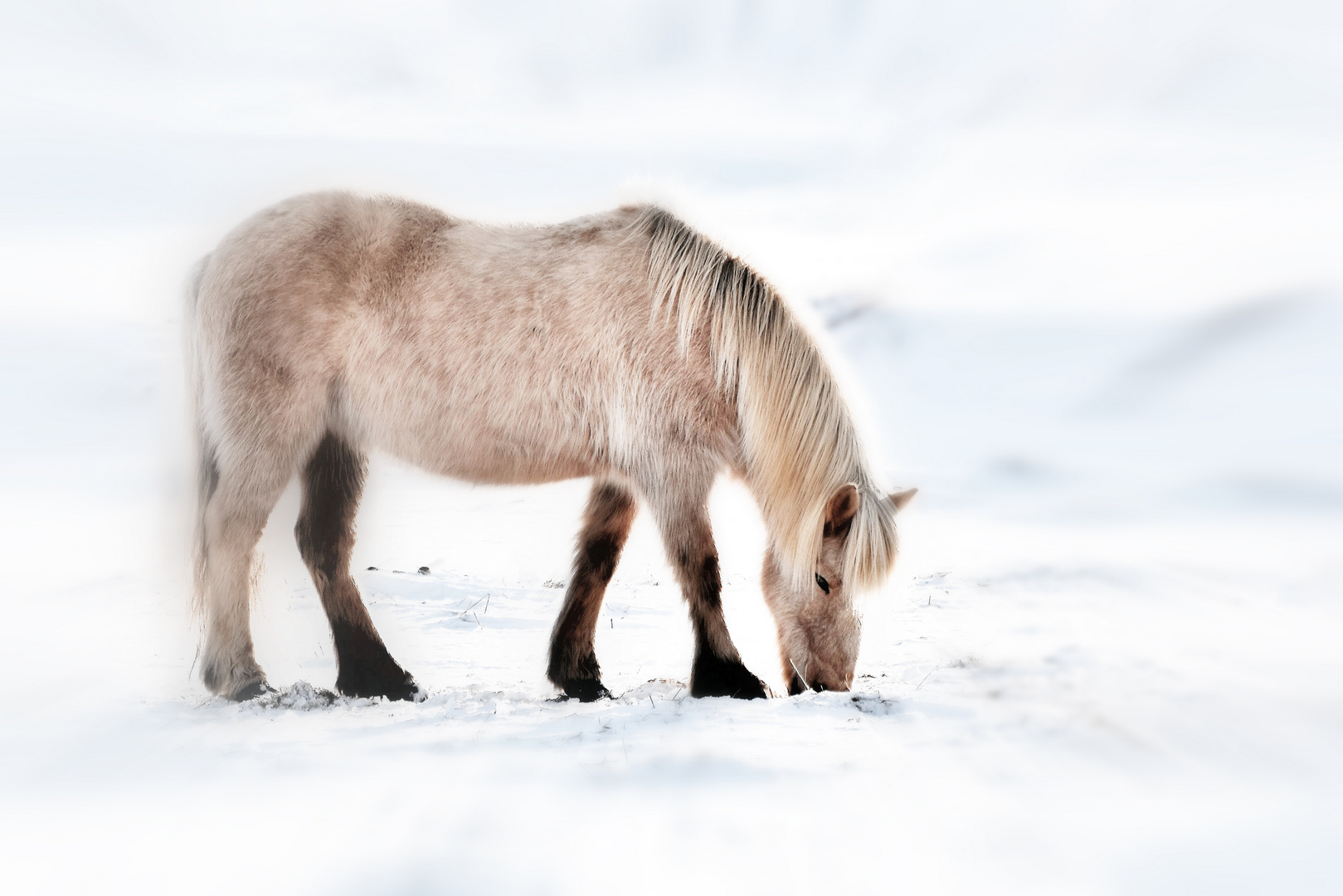 islandpony