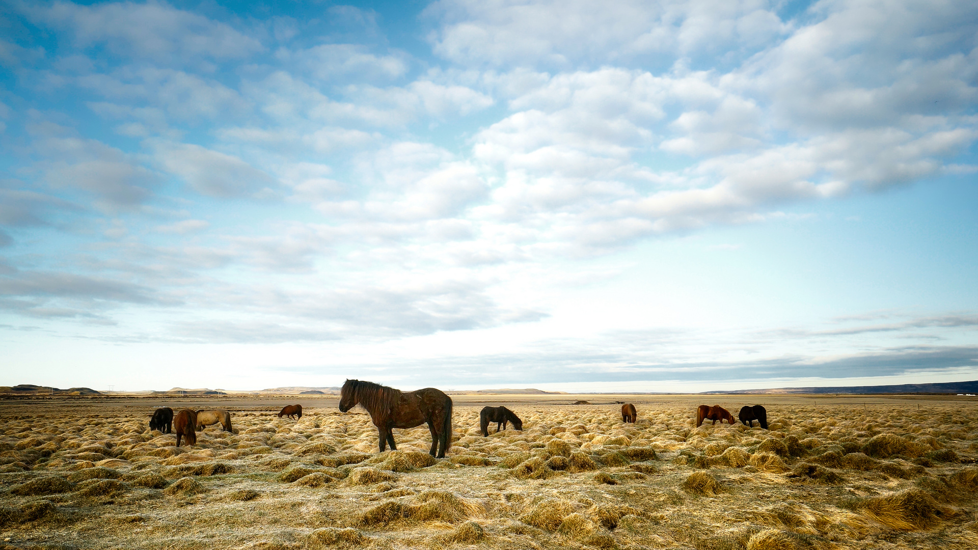 Islandpony