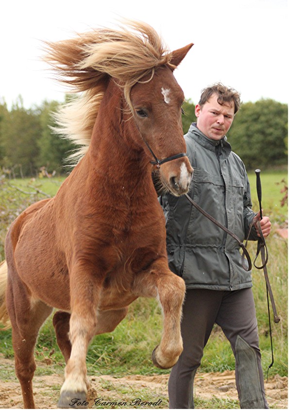 Islandpony Somi von seimur