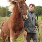 Islandpony Somi von seimur