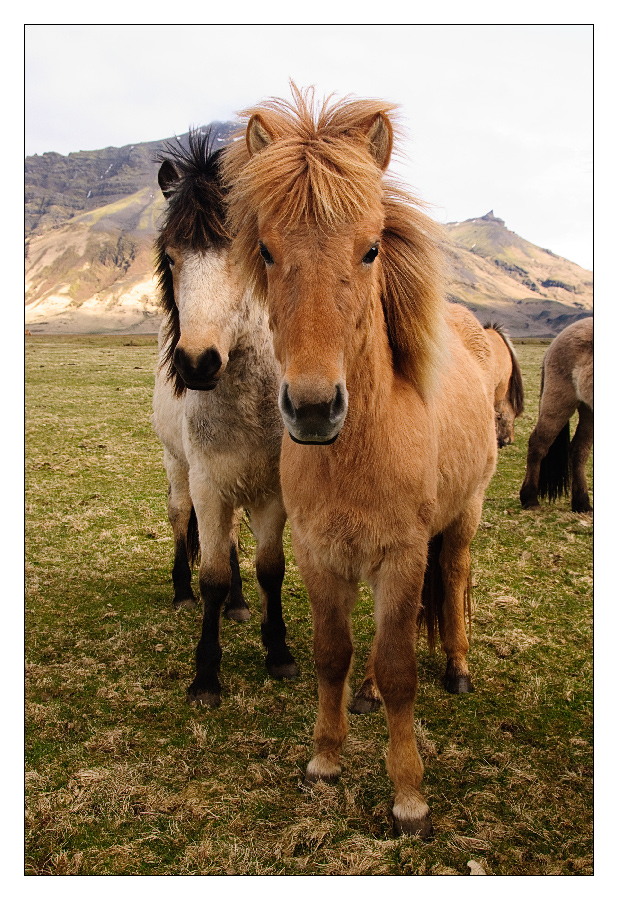 Islandponys in Island