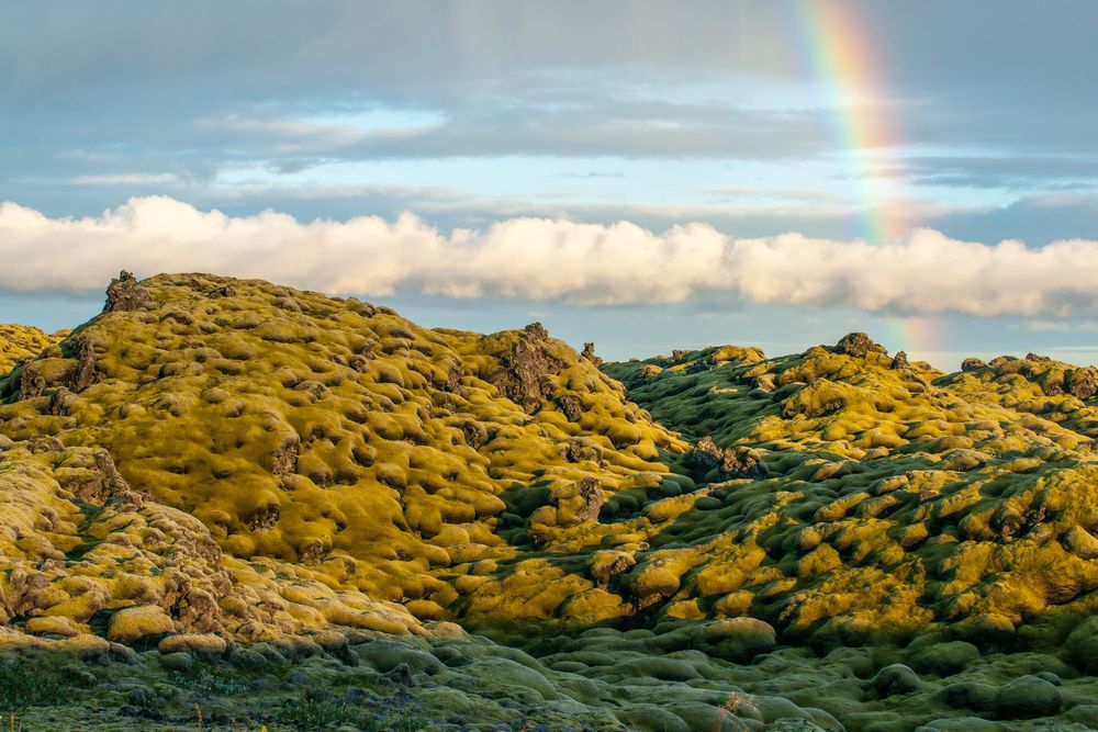 Island's Mooslandschaft