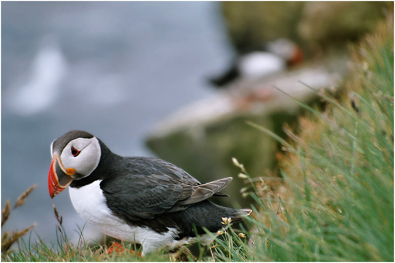 islands nationalvögel  ... oder die etwas andere literaturecke ;-)