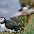 islands nationalvögel  ... oder die etwas andere literaturecke ;-)