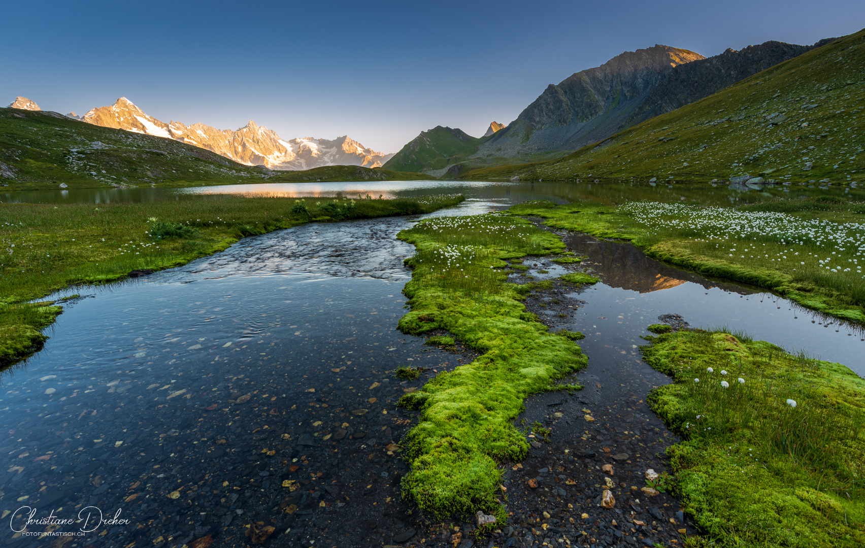 Islands of moss