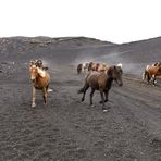 Islands Pferde