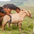 Islands Pferde