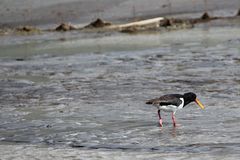 Islands Tiere 2