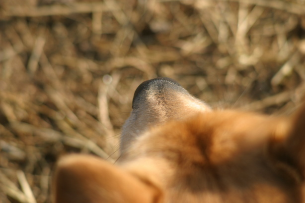 Islandspitz Don Spokie