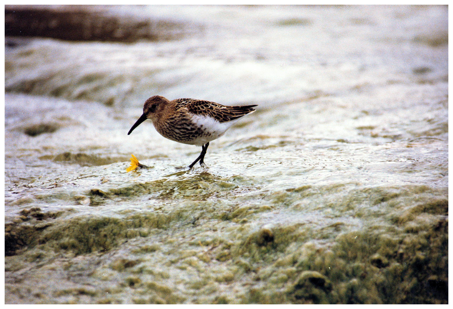 Islandvogel