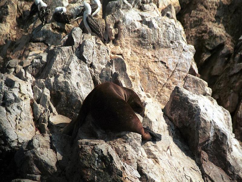 Islas Ballestas  2