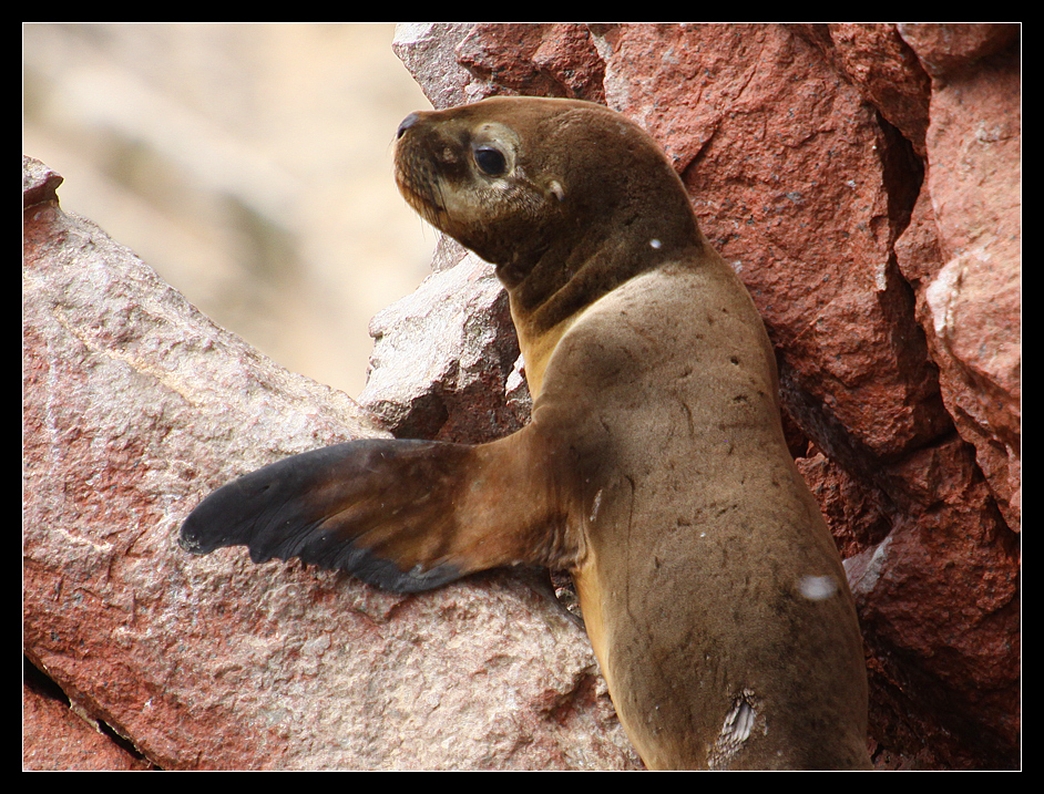 Islas Ballestas