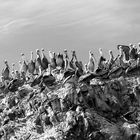 Islas Ballestas