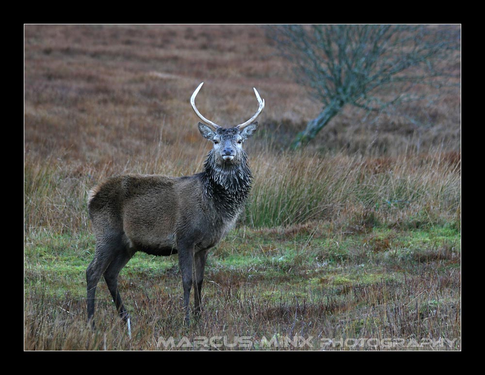 Isle of Jura I