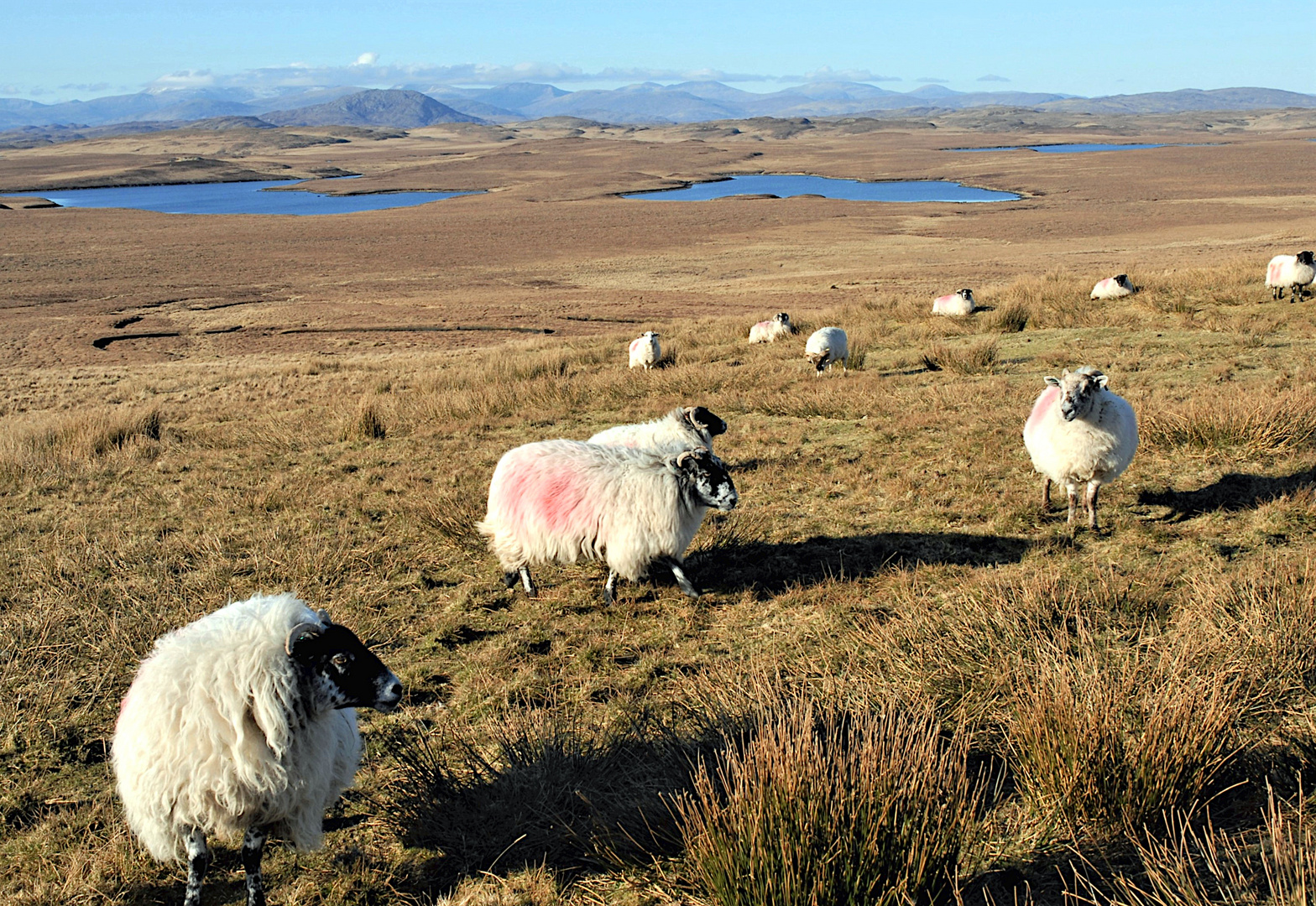 Isle of Lewis (Scotland) - that means sheep...and sheep...and, well, what else do you expect