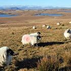 Isle of Lewis (Scotland) - that means sheep...and sheep...and, well, what else do you expect