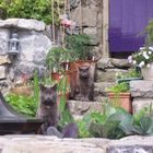 Isle of Man Manx Katzen