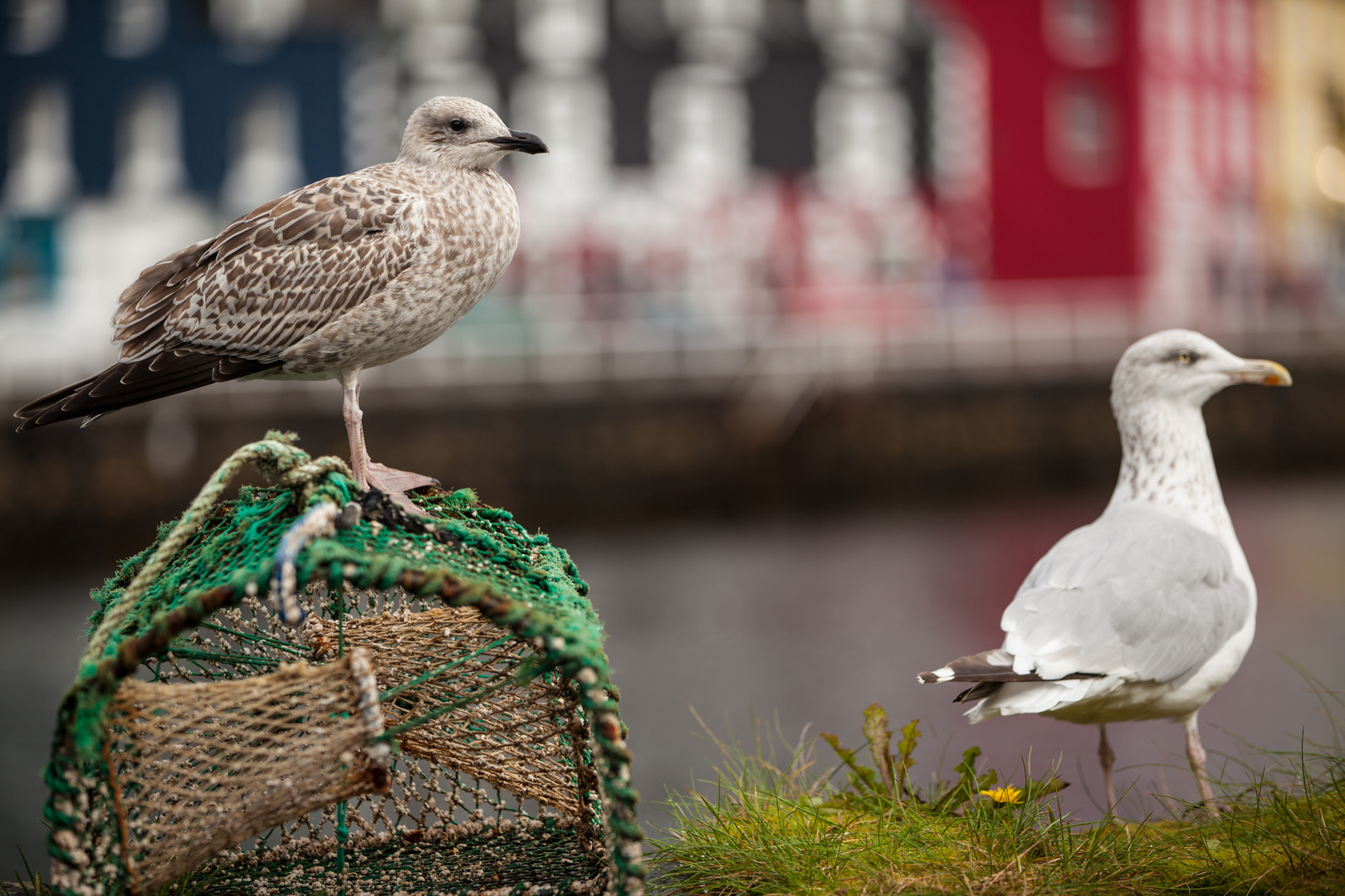 Isle of Mull 