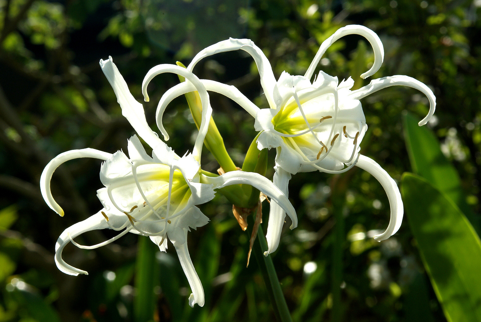 Ismene, Blüten wie Fangarme