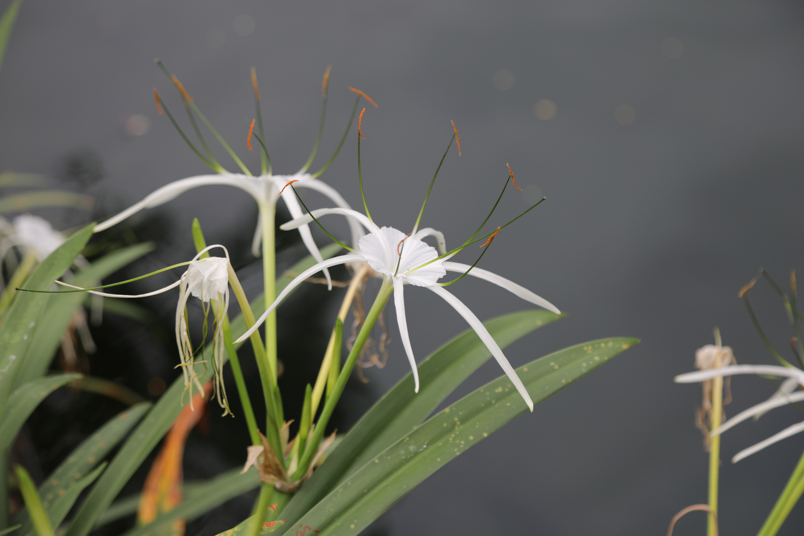 Ismene ( Hymenocallis)