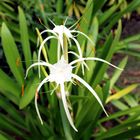 Ismene / Hymenocallis auf Jamaica