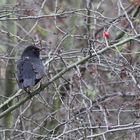 ISO 3200 und die Amsel im trüben November 2014