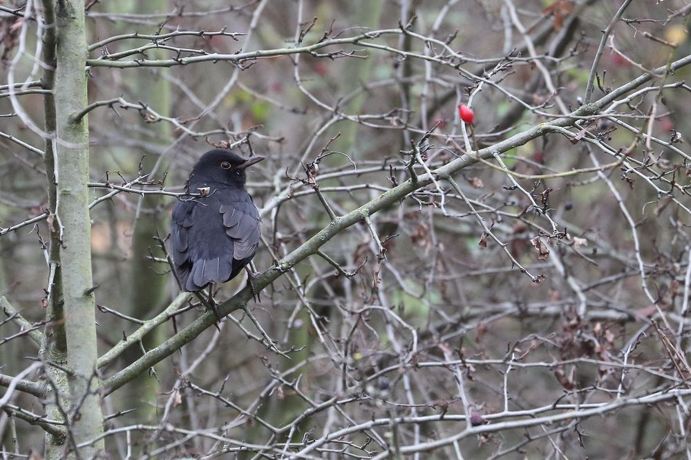 ISO 3200 und die Amsel im trüben November 2014