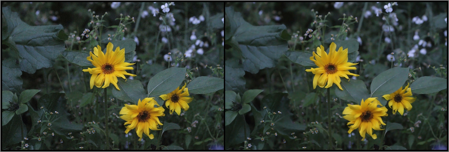 *ISO - Rauschen bei der Canon 7 D* (ISO 6400)