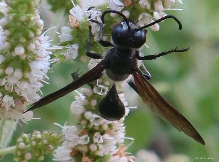 Isodonte mexicain- Guêpe noire de 10 à 30 mm de long