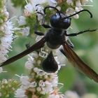 Isodonte mexicain- Guêpe noire de 10 à 30 mm de long