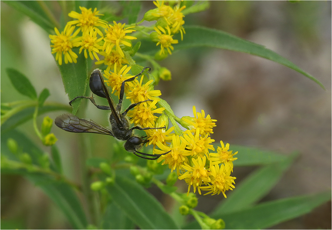  Isodontia mexicana