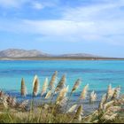 isola Asinara