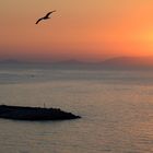 Isola Asinara, Sardegna