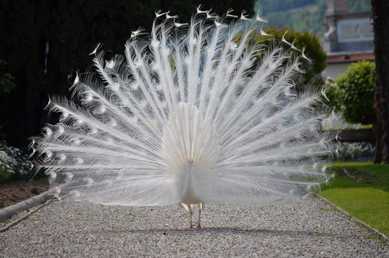 Isola Bella Pfau