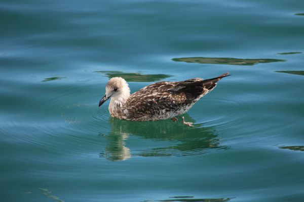 Isola del Giglio - Gabbiano