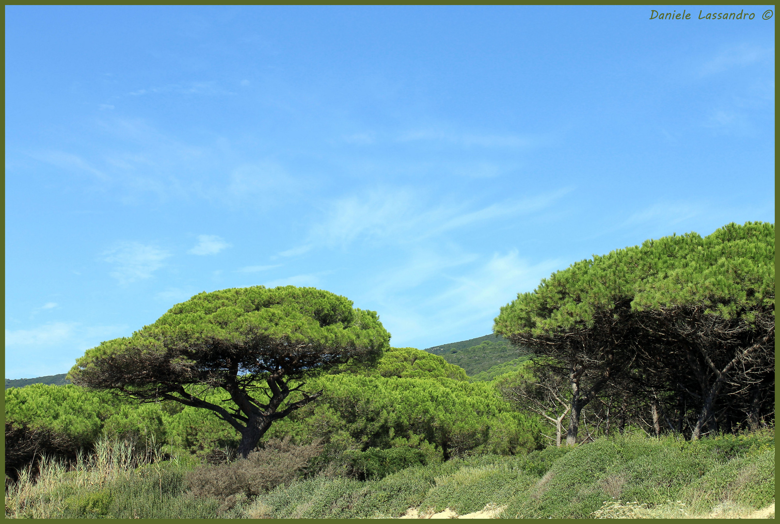 Isola d'Elba - pineta