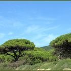 Isola d'Elba - pineta