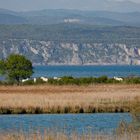 Isola della Cona