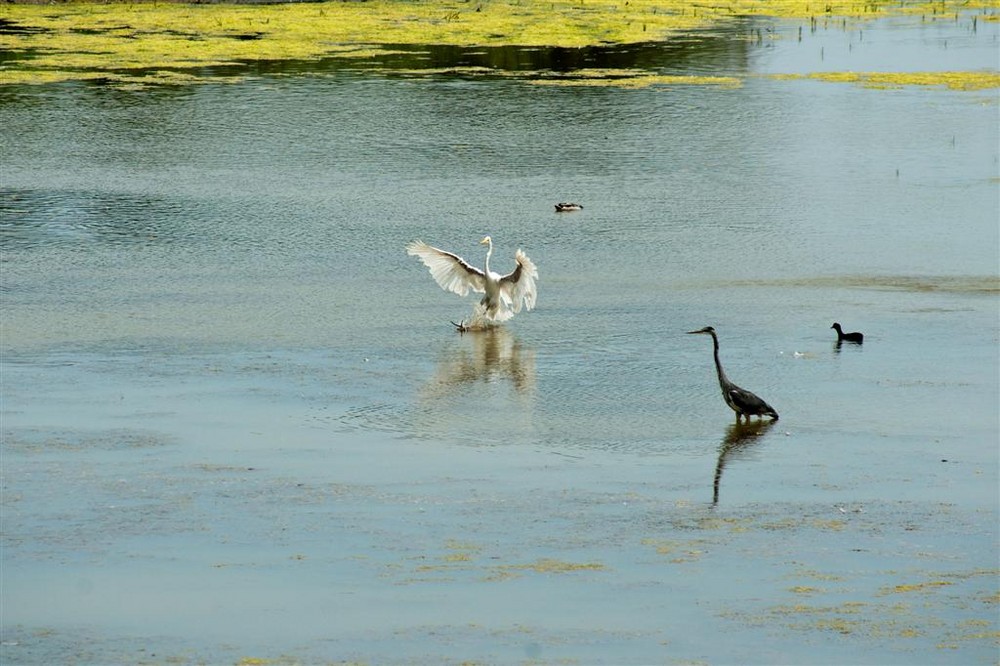 isola della cona e i suoi abitanti