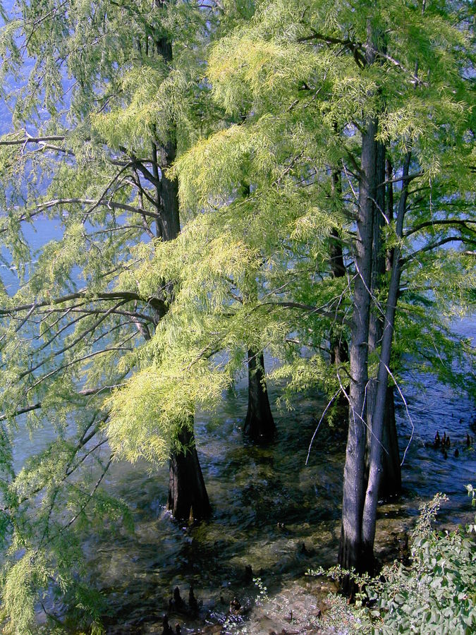 Isola di Brissago 3