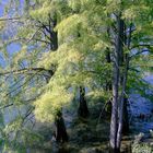 Isola di Brissago 3