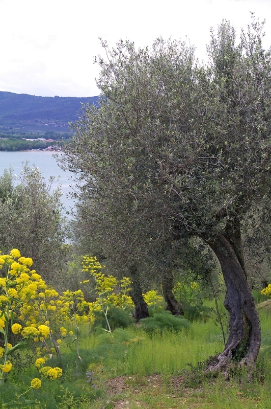 Isola Maggiore